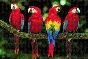 Acı biber ve pirzola yiyen papağan şaşırtıyor