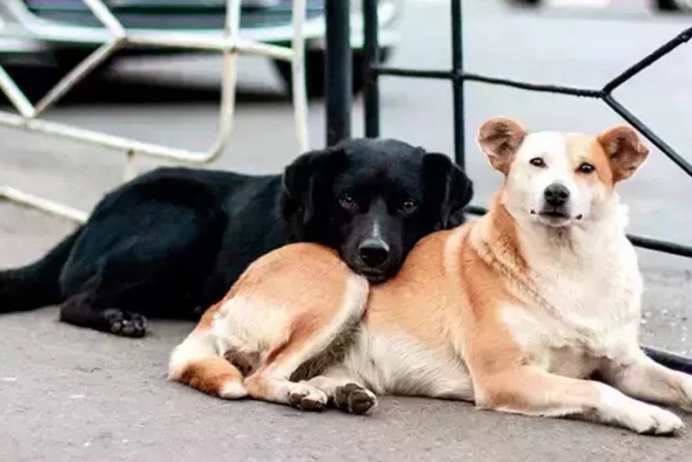 Sokak hayvanları için katliam yasa  tartışmayla geçti